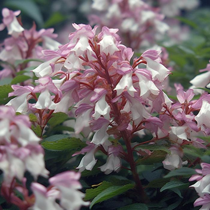 Кольквиция