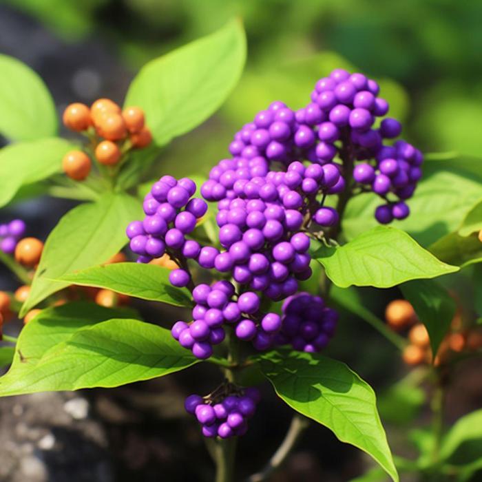 Красивоплодник