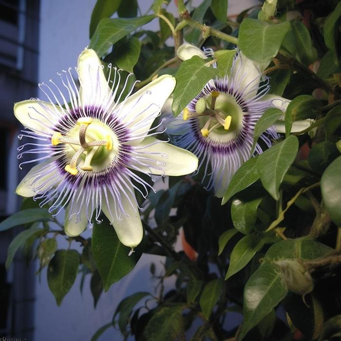 Пассифлора
