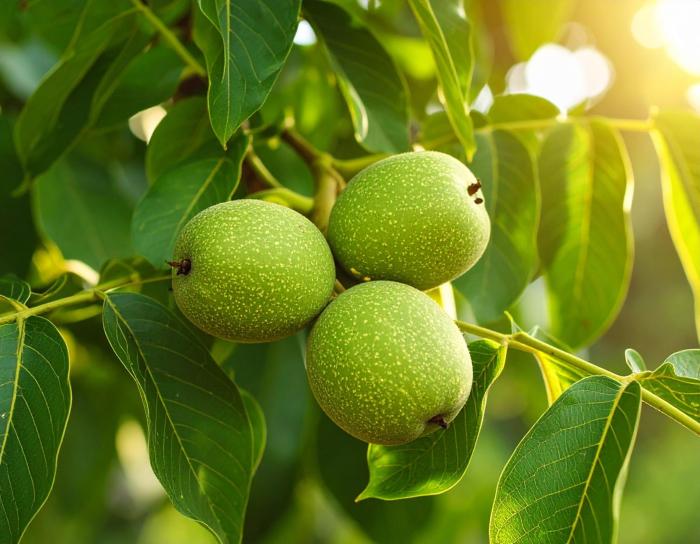 Грецкий орех