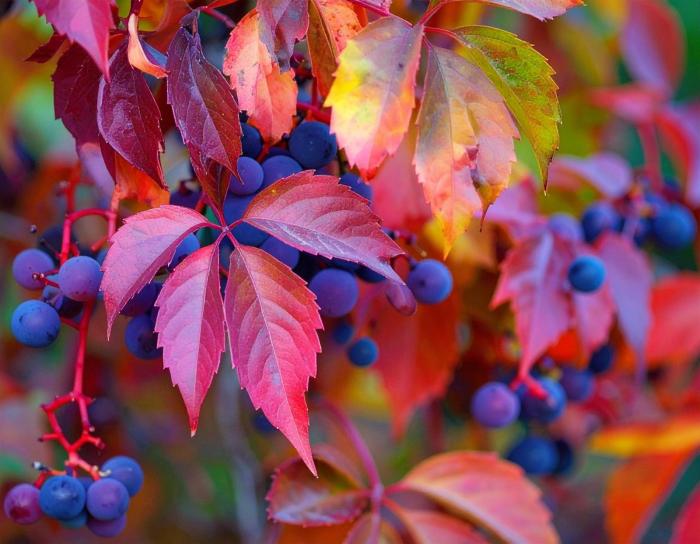 Декоративные сорта