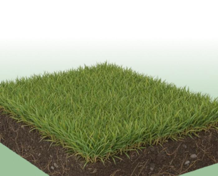 Газоны и сидераты