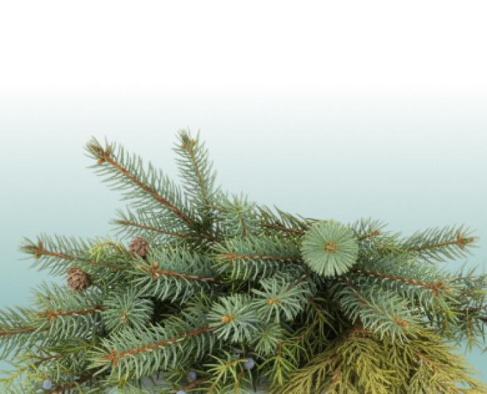 Хвойные растения