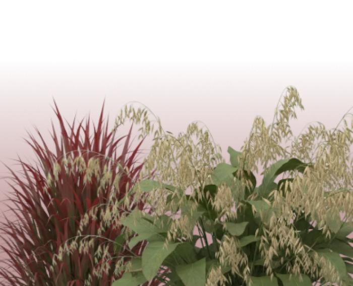 Злаки и декоративные травы