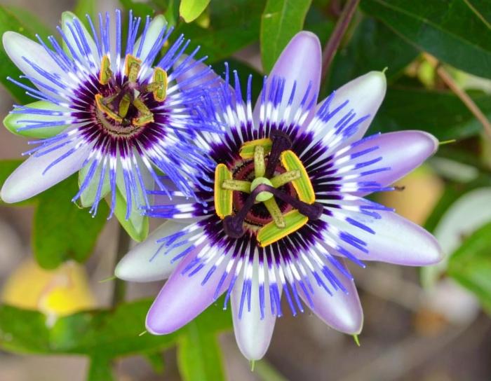 Пассифлора (сем)
