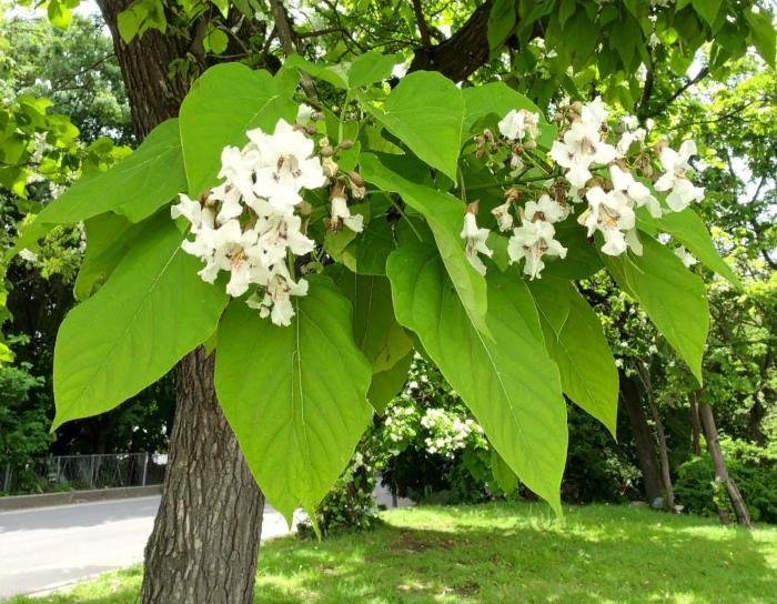 Катальпа