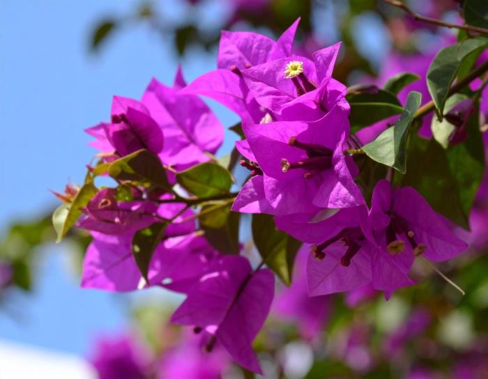 Бугенвиллия