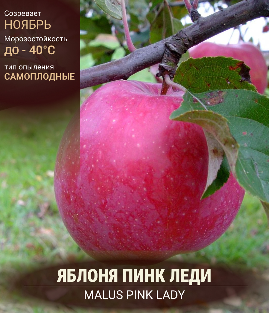 Яблоня Пинк Леди - саженец купить на Всегда Сезон по цене 280.00 ₽